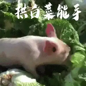 小猪拱白菜动态图