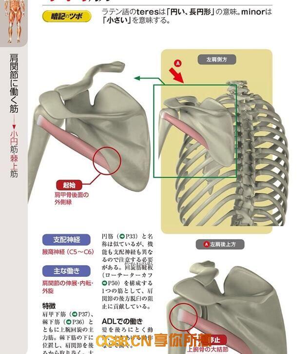 【PDF】Colored Illustrations of Anatomy Muscle医学美术必学课