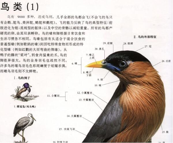 动物结构参考原画资料