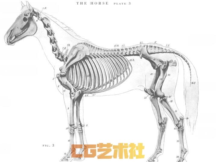 【艺术解刨】艺用动物解剖图谱（An.Atlas.of.Animal.Anatomy.for.Artists)