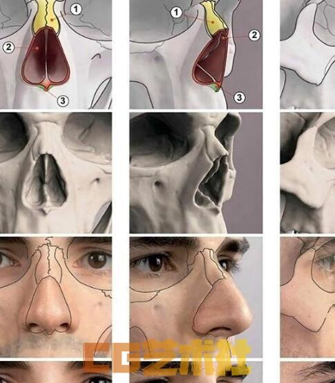 全彩超高清【艺用表情结构】pdf 电子书 中文版 英文版 Anatomy of Facial Expression