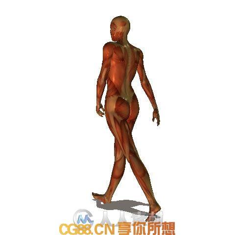 原画资源-传统肌肉绘画1439张人体动态解剖原画插画图集素材杂志CG88分享