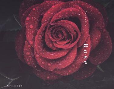 Crossick《Rose》