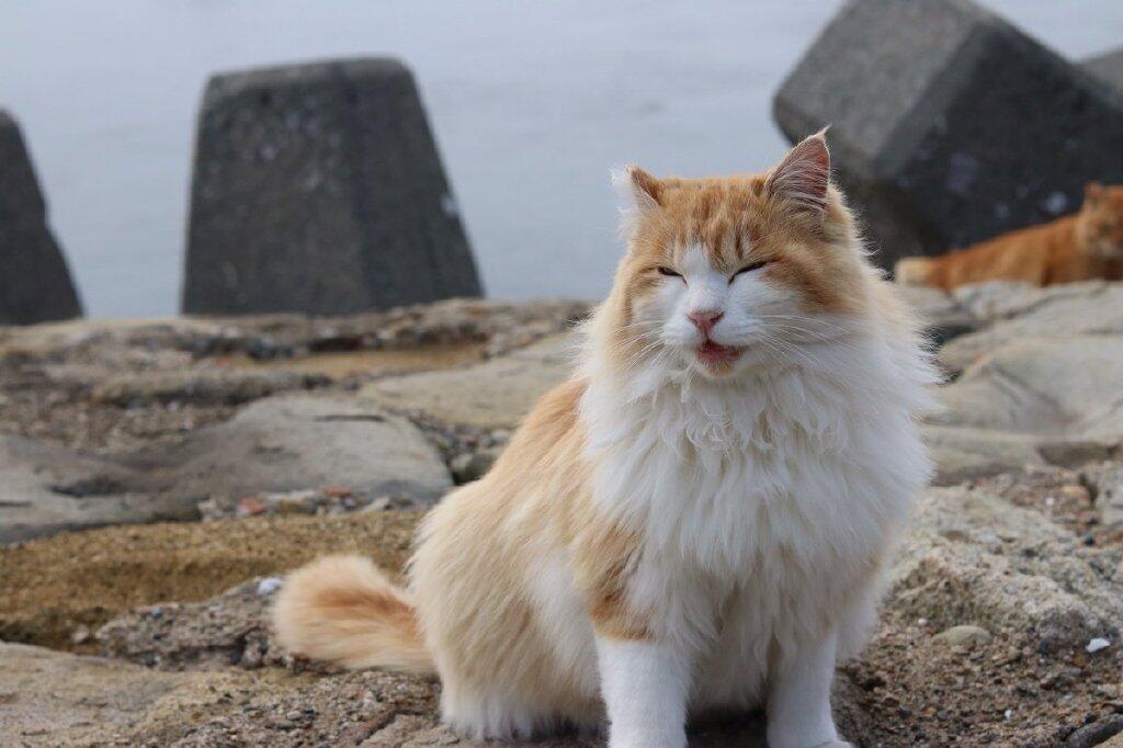 喵喵喵！今天2月22日是日本猫之日！来看看各种猫猫吧