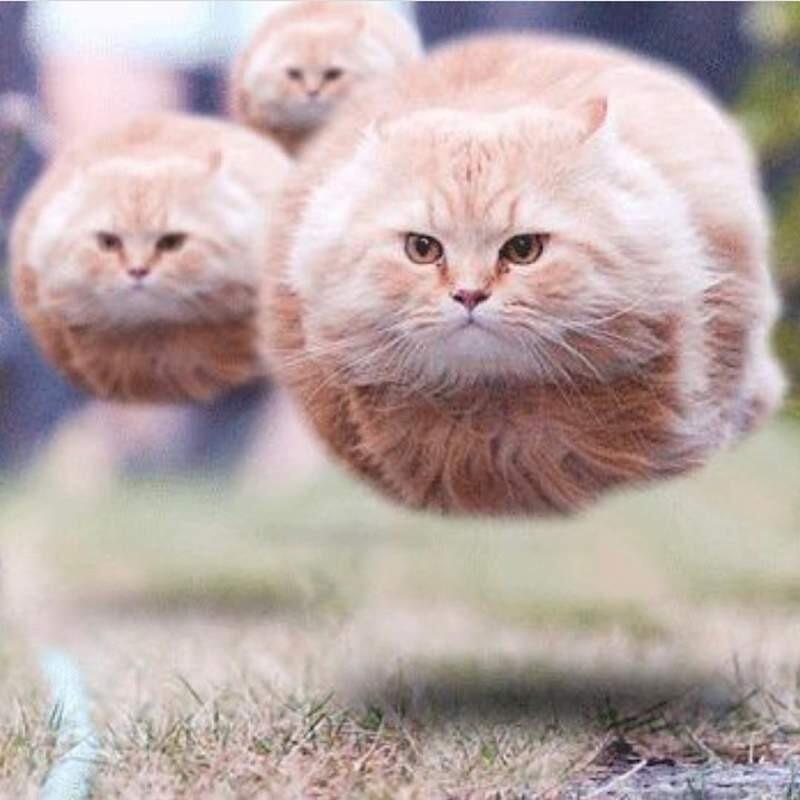 这都是什么神奇的猫？画师二次元化各种有趣猫图